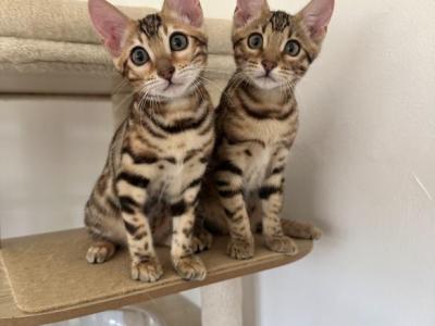 Bengal Kittens - Bengal - Gallery Photo #1