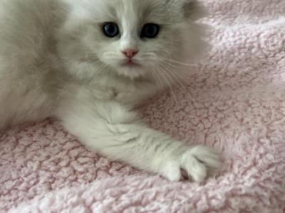 Hera - Ragdoll - Gallery Photo #1