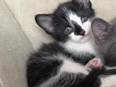 Juniper - Domestic - Gallery Photo #1