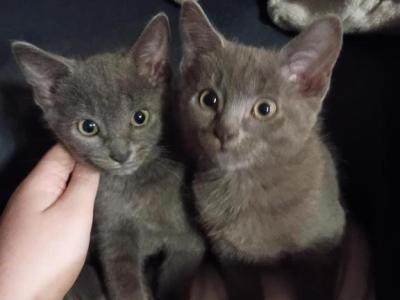 Longhair And Blue Russian - American Longhair - Gallery Photo #1