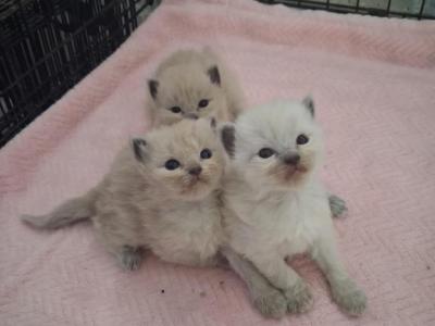 Ragdoll Kittens - Ragdoll - Gallery Photo #1