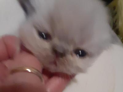 Faith's Kittens - Persian - Gallery Photo #1