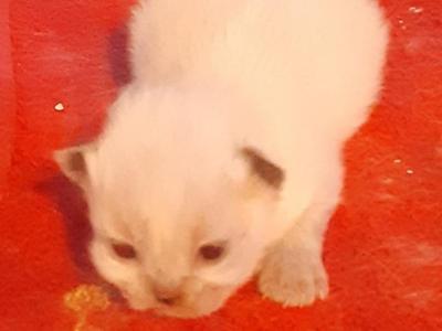 Sofia Kittens - Persian - Gallery Photo #1
