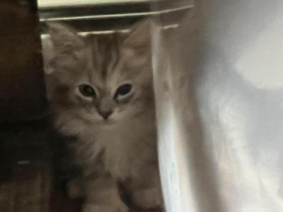 4th Of July Babies - Ragdoll - Gallery Photo #1