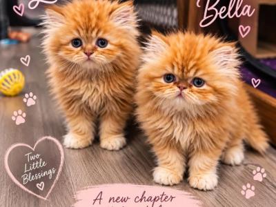 Luna - Persian - Gallery Photo #1