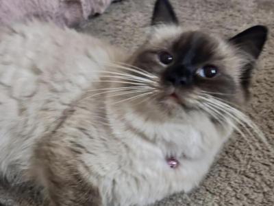 Kats Ravishing Ragdolls Ragdoll Kittens - Ragdoll - Gallery Photo #1