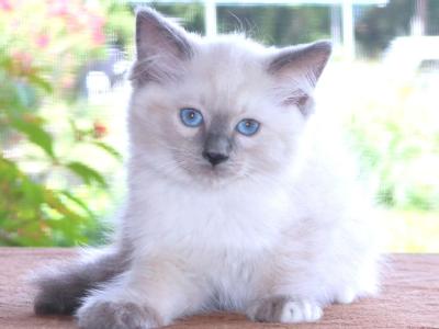 Ragdoll Kitten Woody Blue Male Mitted Colorpoint - Ragdoll - Gallery Photo #1