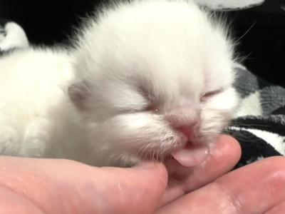 Priscillas Litter - Himalayan - Gallery Photo #1