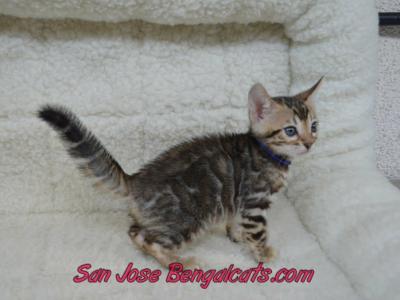Kahlua Dexter Litter - Bengal - Gallery Photo #1