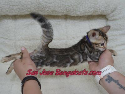 Purple Collared Female - Bengal - Gallery Photo #1