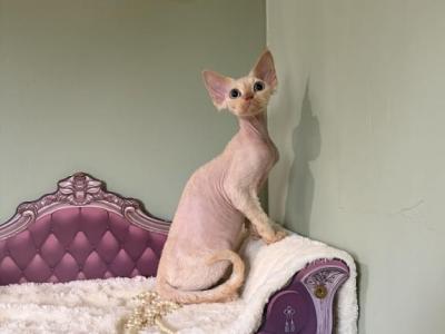 Lillian - Devon Rex - Gallery Photo #1