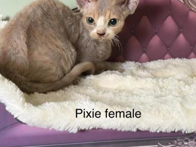 Pixie - Devon Rex - Gallery Photo #1