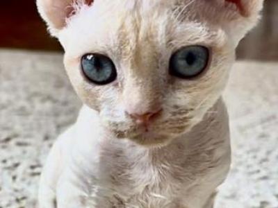 Lizzy - Devon Rex - Gallery Photo #1