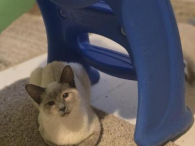 Bonded Blue Point 5 Month Old And Seal Girl - Siamese - Gallery Photo #1