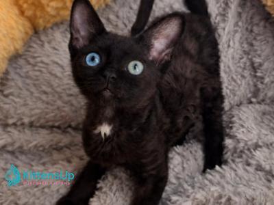 Mun - Devon Rex - Gallery Photo #1