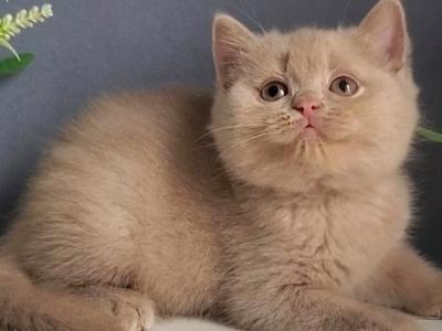 Feya - British Shorthair - Gallery Photo #1