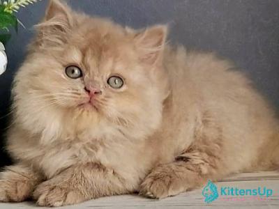 Felix - British Shorthair - Gallery Photo #1