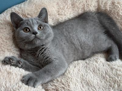 Henry - British Shorthair - Gallery Photo #1