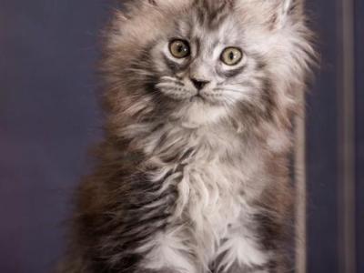 Maine Coon Kittens - Maine Coon - Gallery Photo #1