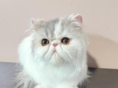 Starry - Persian - Gallery Photo #1