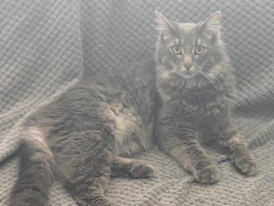 Stormy - Maine Coon - Gallery Photo #1