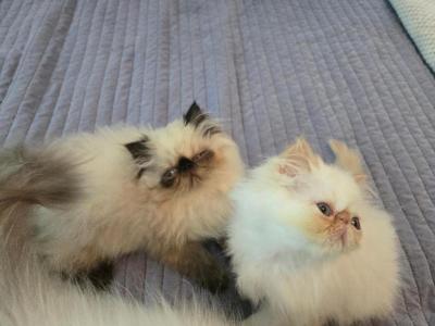 Seal And Red - Himalayan - Gallery Photo #1