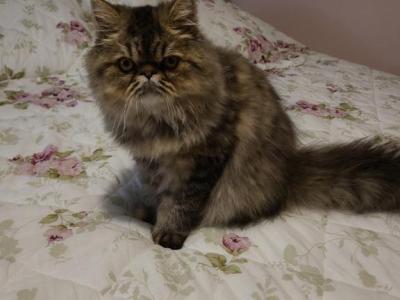 Ariel - Persian - Gallery Photo #1