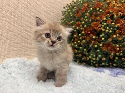 Cleo - Ragdoll - Gallery Photo #1