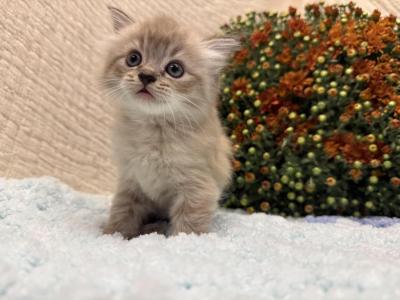 Cleo - Ragdoll - Gallery Photo #1