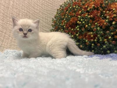 Ace - Ragdoll - Gallery Photo #1