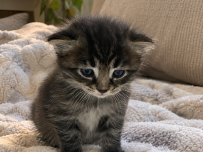 Loki - Domestic - Gallery Photo #1