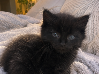 Hazel - Domestic - Gallery Photo #1