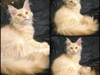 Tayla - Maine Coon - Gallery Photo #1