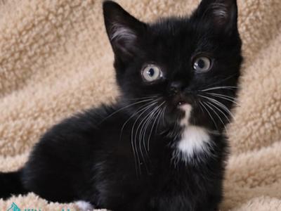 Nuar - Munchkin - Gallery Photo #1