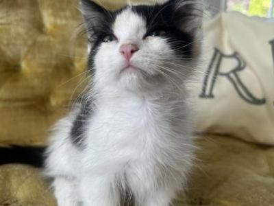 Luna - Munchkin - Gallery Photo #1