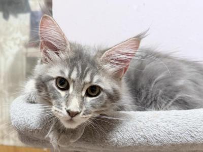 Misty - Maine Coon - Gallery Photo #1