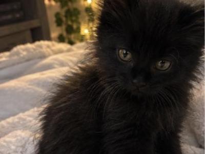 Shadow - Domestic - Gallery Photo #1