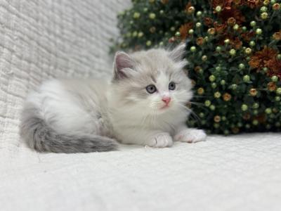 Oakley - Ragdoll - Gallery Photo #1
