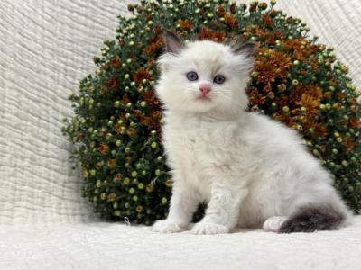 Cedar - Ragdoll - Gallery Photo #1