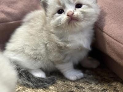 Fluffies Babies - Ragdoll - Gallery Photo #1