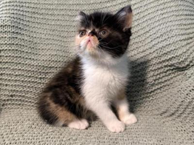 Tunas Babies - Exotic - Gallery Photo #1
