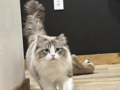 Fluffies Boy - Ragdoll - Gallery Photo #1