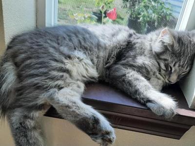 Susan Purebred Maine Coon - Maine Coon - Gallery Photo #1