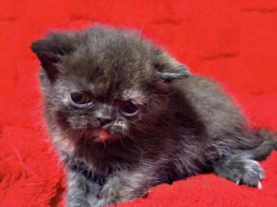 Doll Face Tortie ESH - Exotic - Gallery Photo #1