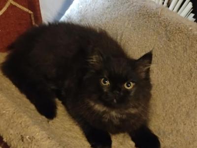 VINTON - Persian - Gallery Photo #1