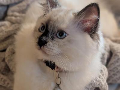 Julia - Ragdoll - Gallery Photo #1