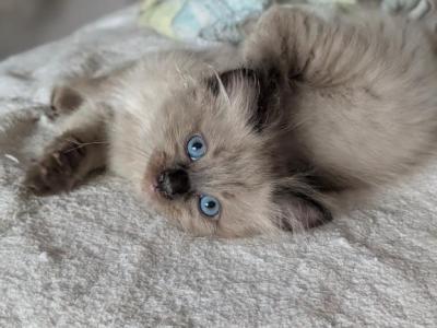 Elliot Sepia Mink - Ragdoll - Gallery Photo #1