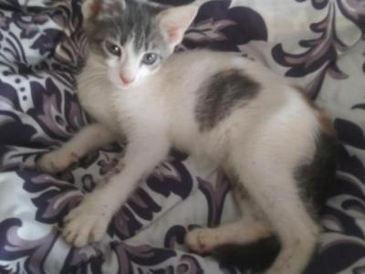 Princess - Domestic - Gallery Photo #1