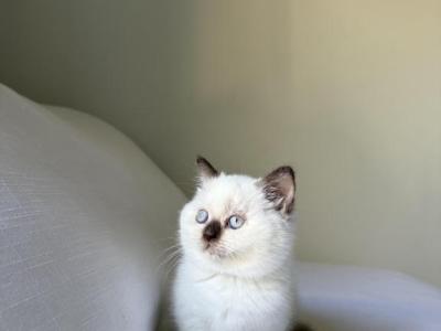 Kitten White Scottish - Scottish Straight - Gallery Photo #1