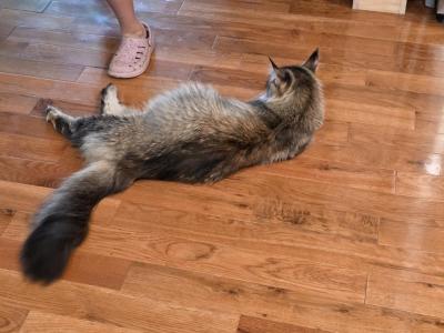 County Kittens - Maine Coon - Gallery Photo #1